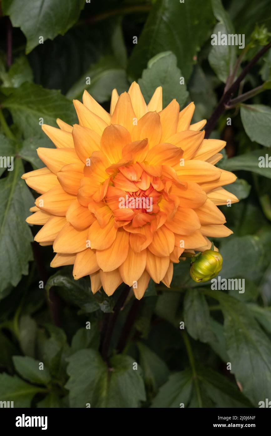 Large orange Dahlia flowering in a garden in Berrynarbor Stock Photo