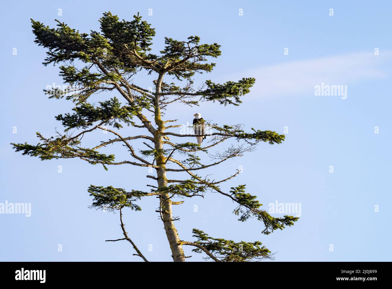 adult bald eagle perched on a branch in the top of a tree Stock Photo ...