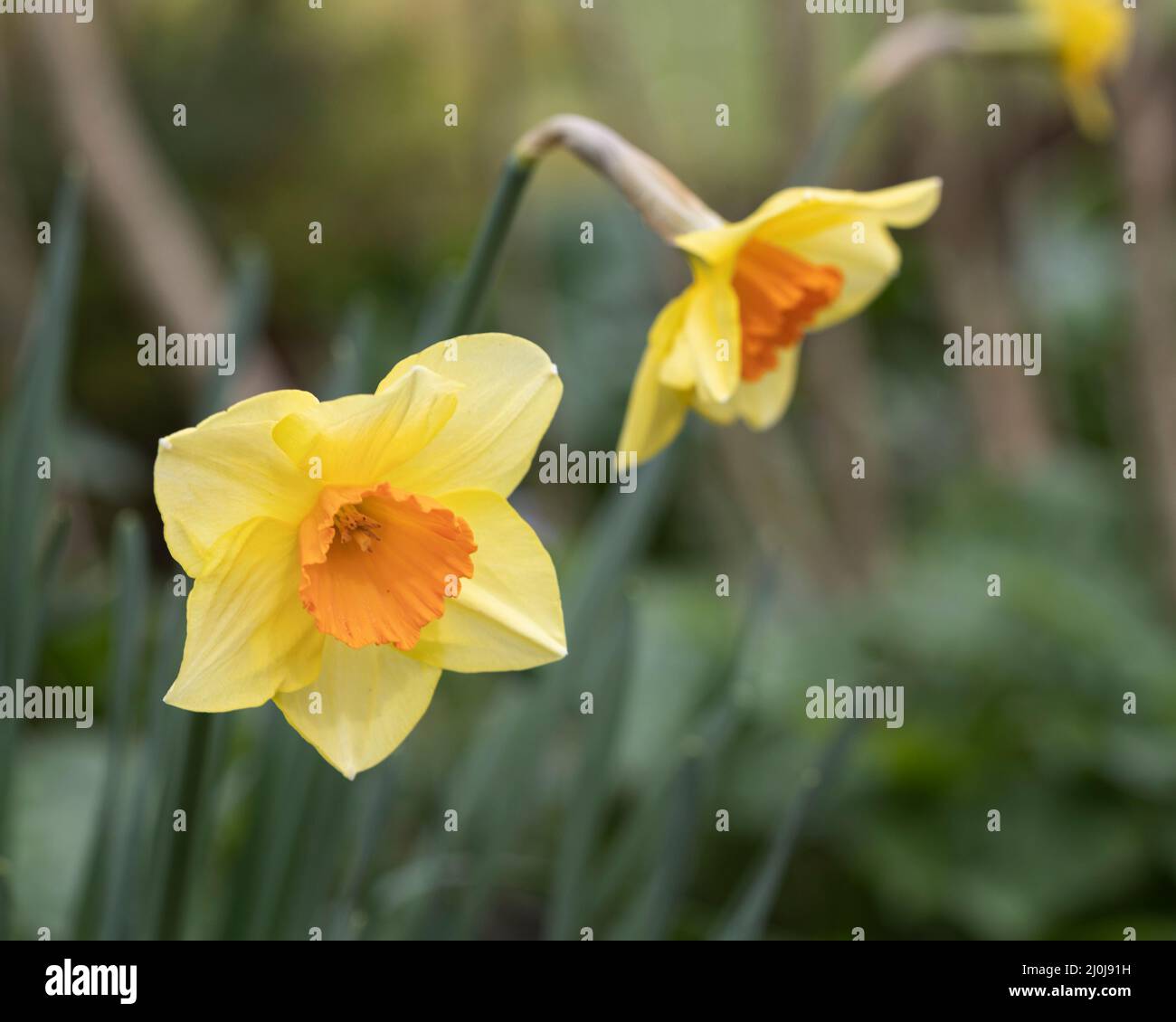 Small orange and yellow daffodils growing in a West Sussex garden UK Stock Photo
