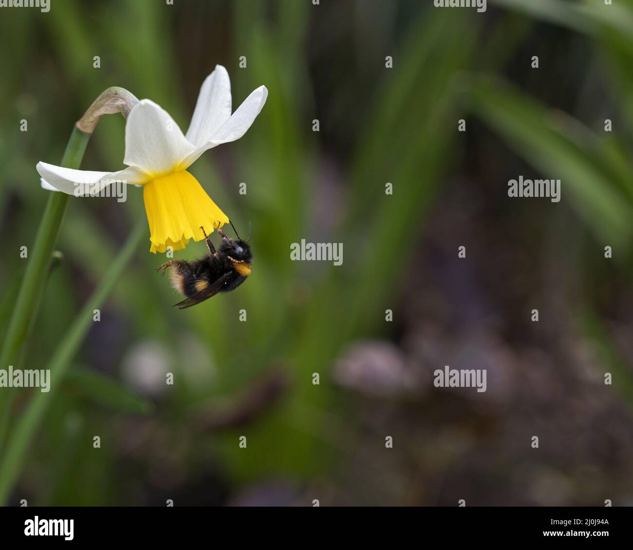bee gathering pollen from an ice follies daffodils in flower in spring, UK Stock Photo