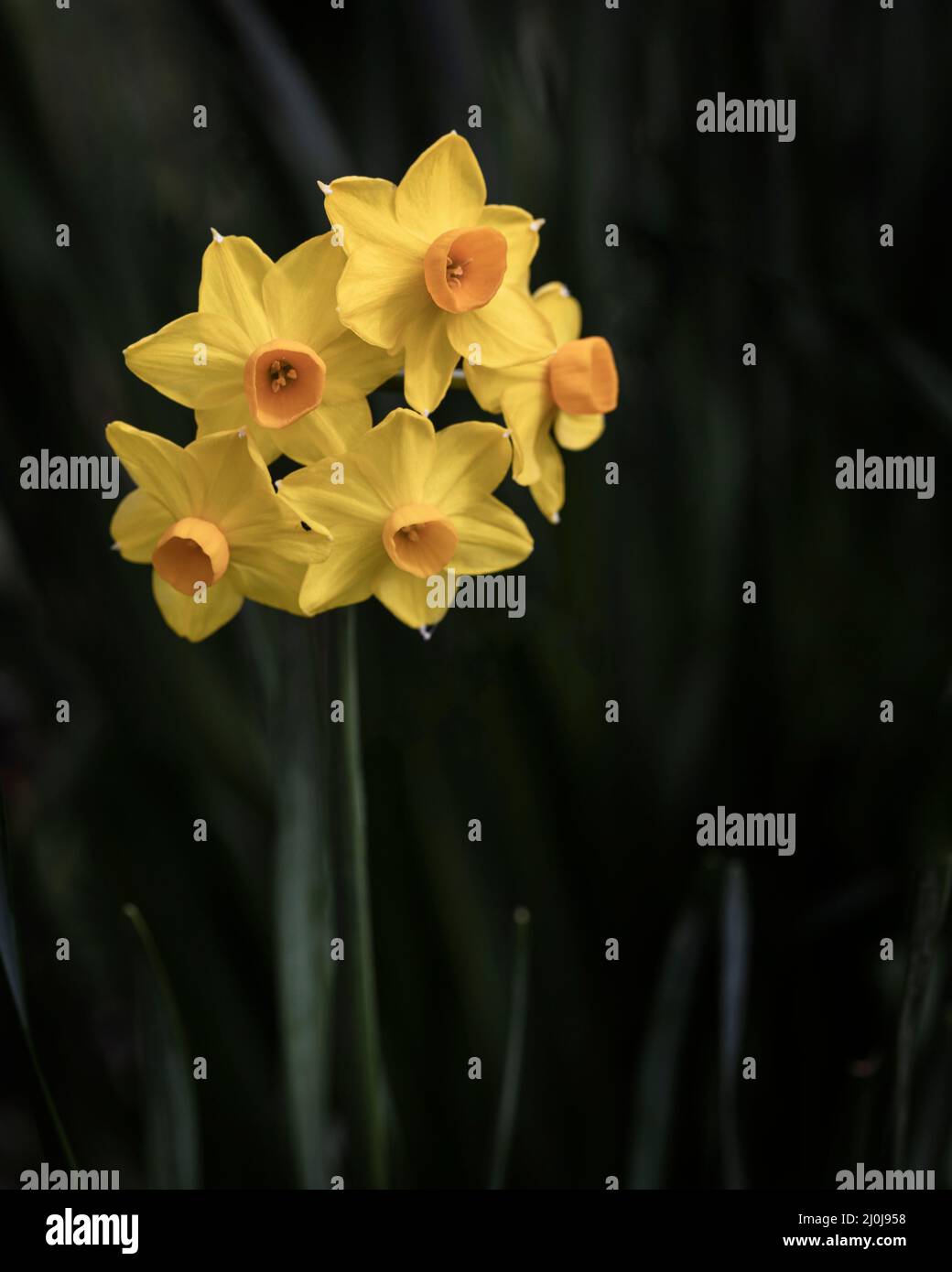 Small orange and yellow daffodils growing in a West Sussex garden UK Stock Photo