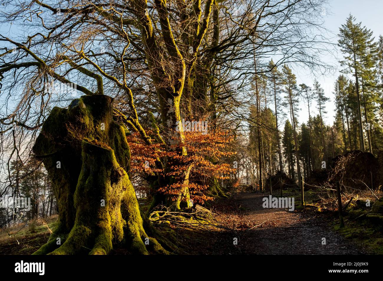 Kielder England: 11th January 2022: Mossy roots of tall trees in Kielder Forest with warm winter sun Stock Photo