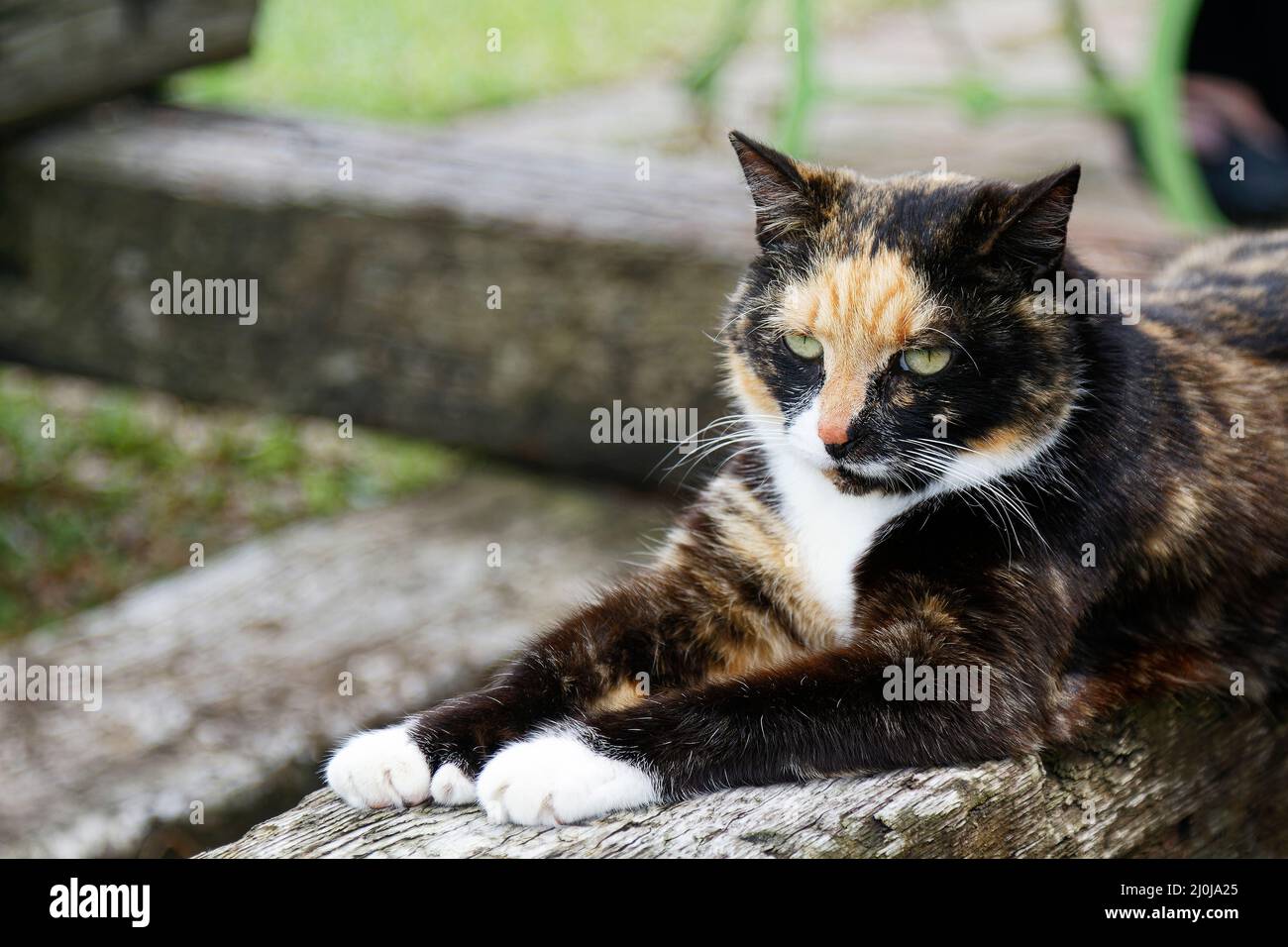 Calico cat, polydactyl, portrait, large white paws, pet, feline, animal, furry Stock Photo