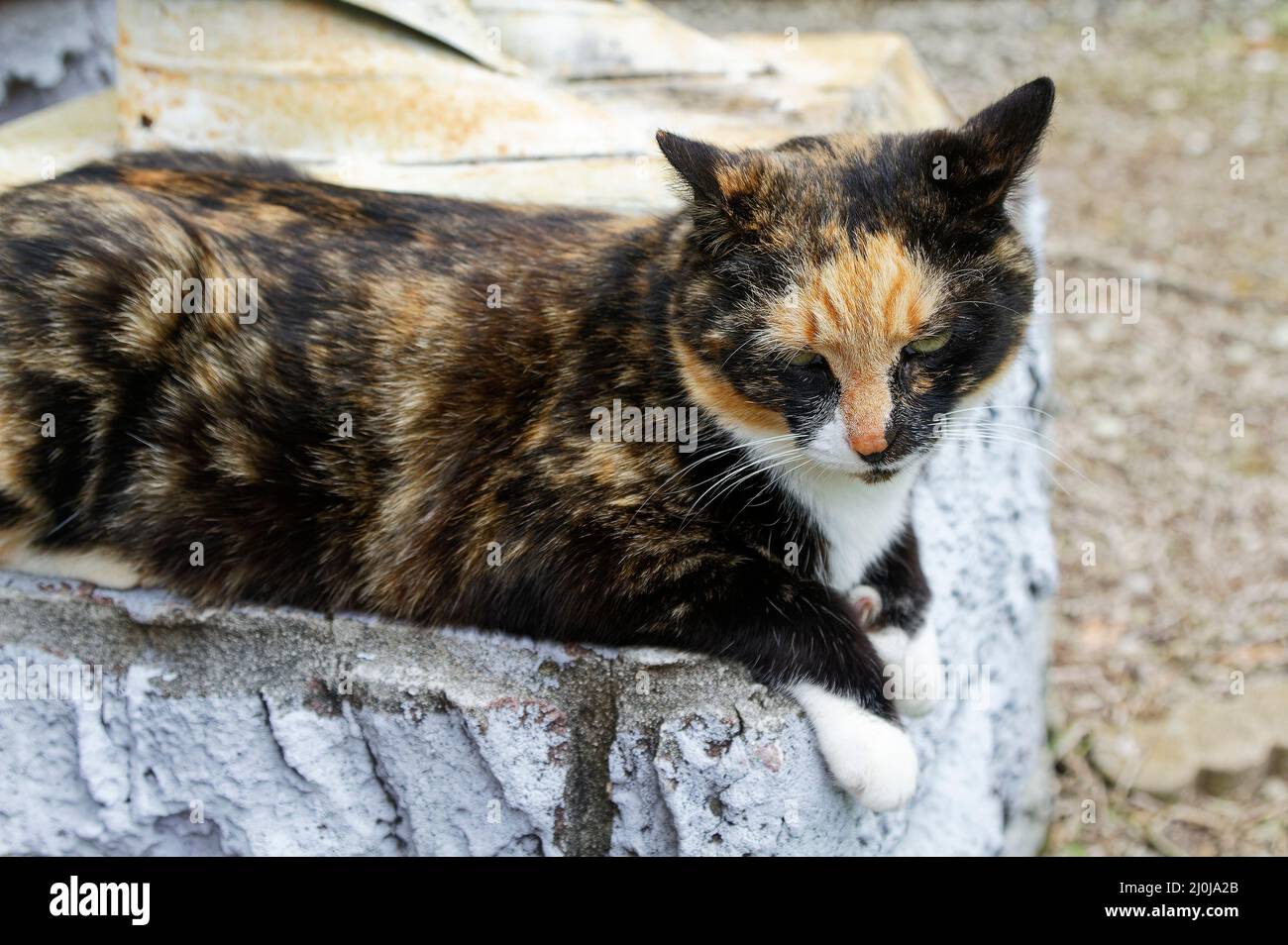 Calico cat, polydactyl, portrait, large white paws, pet, feline, animal, furry Stock Photo