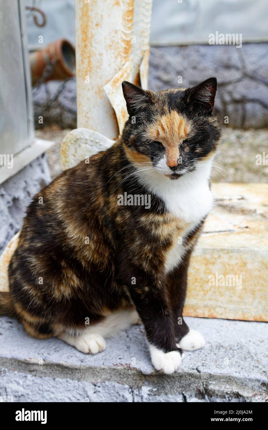 Calico cat, polydactyl, portrait, large white paws, pet, feline, animal, furry Stock Photo