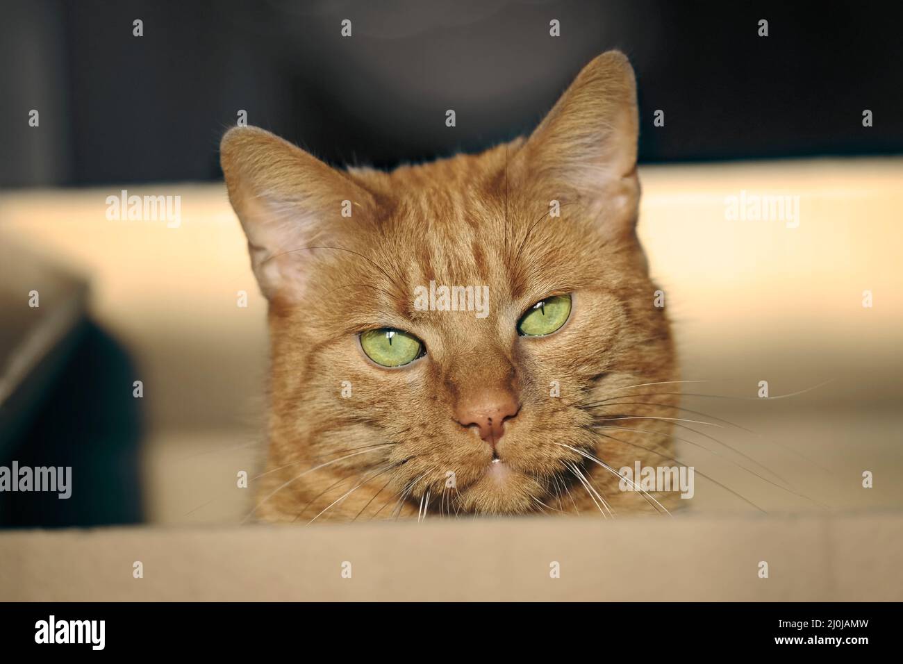 Close-up of cute ginger cat sitting in a cardboard box and looking to the camera. Stock Photo