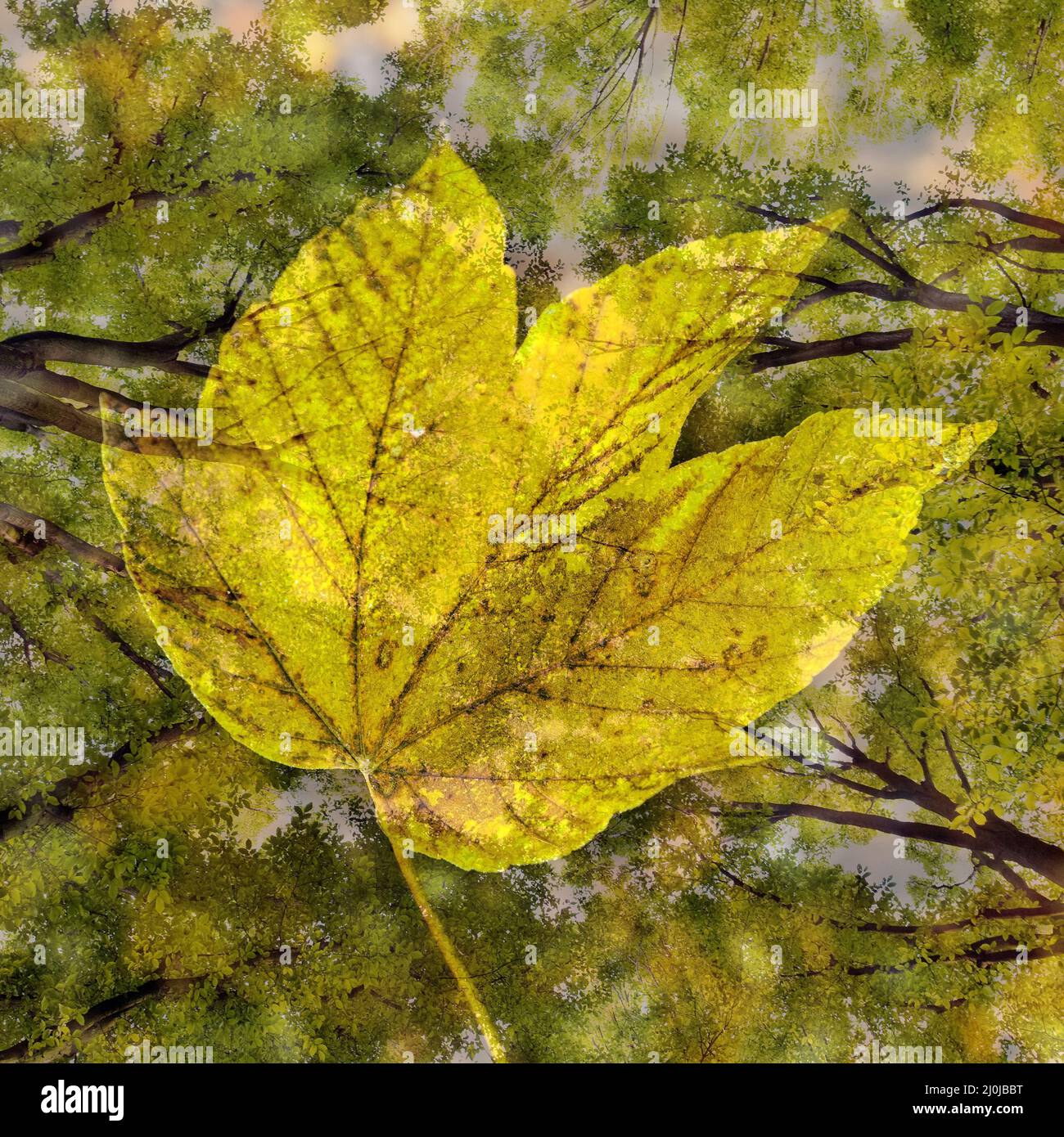 Nature fantasy photo with an autumn leaf and columnar hornbeam (Carpinus betulus), Germany Stock Photo