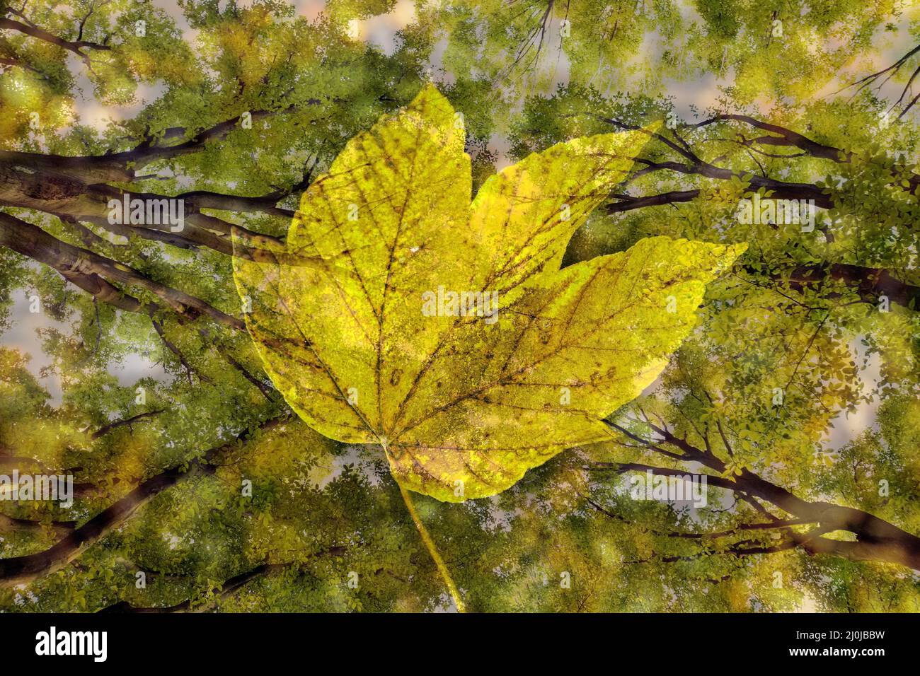 Nature fantasy photo with an autumn leaf and columnar hornbeam (Carpinus betulus), Germany Stock Photo