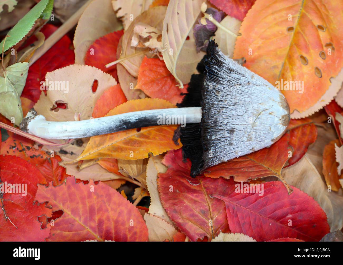 A white black mushroom with a long stem lies on colorful autumn leaves. Stock Photo