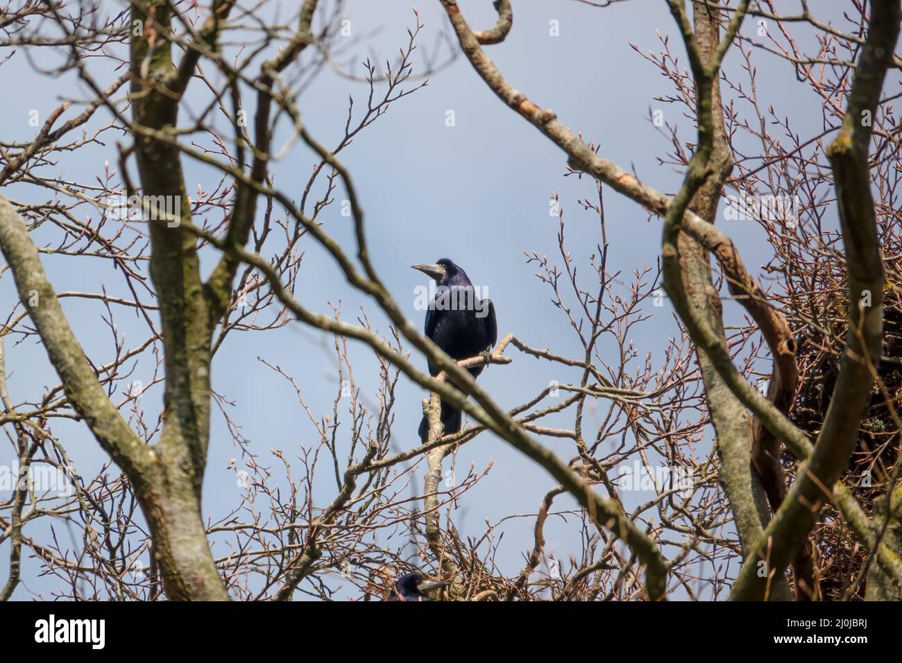 Rook bird detail hi-res stock photography and images - Alamy