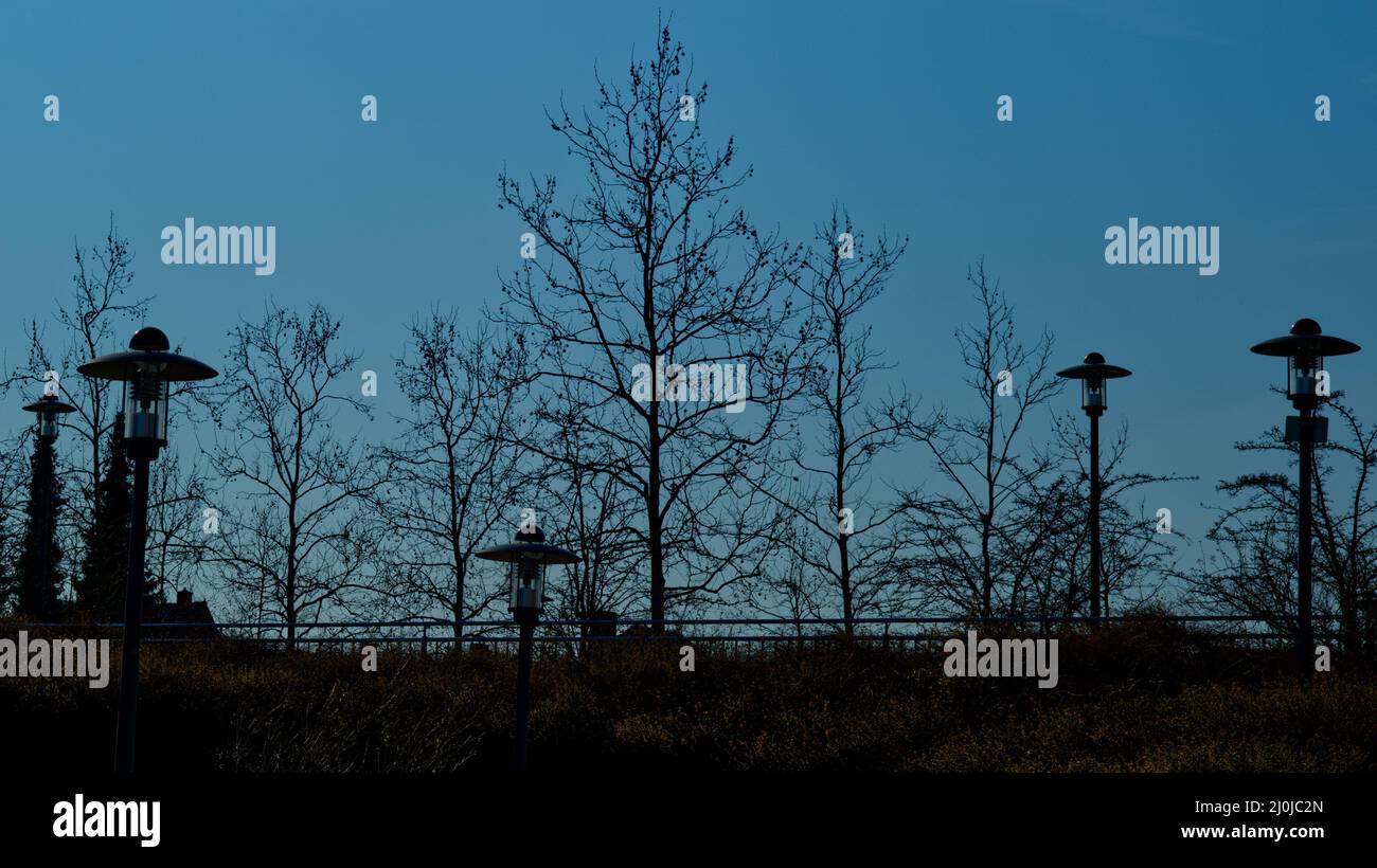 Silhouettes of chestnut trees and several streetlamps in dark blue sky in an urban area Stock Photo