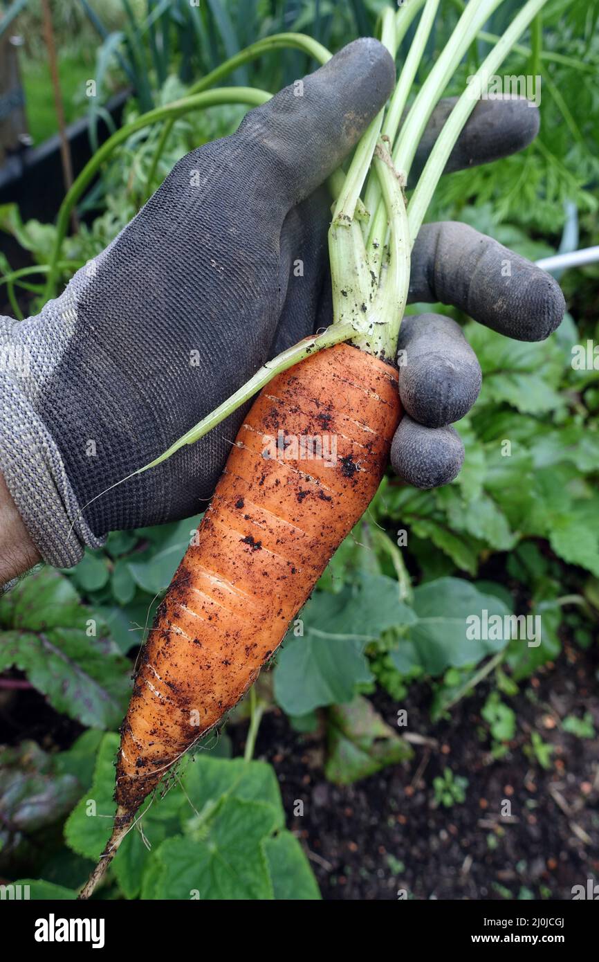 Freshly harvested carrot or carrot (Daucus carota subsp. sativus) from the raised bed Stock Photo