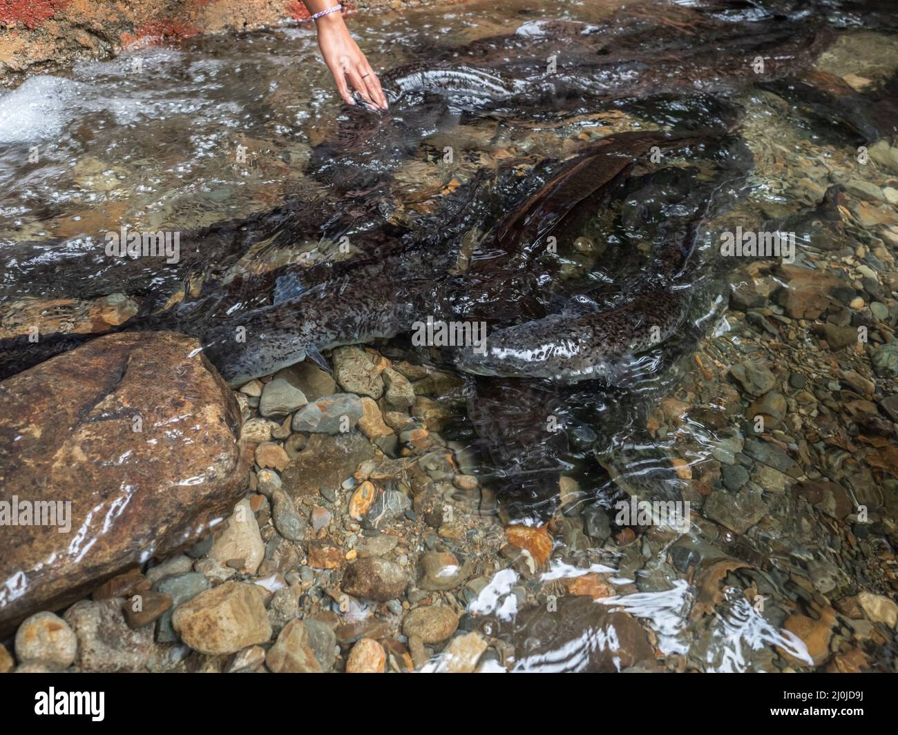 Ambon Island, Indonesia. Eels in the sacred eel in Waai village. Giant eel Morea. Tourist attraction in the water of Waiselaka. Maluku, Asia Stock Photo