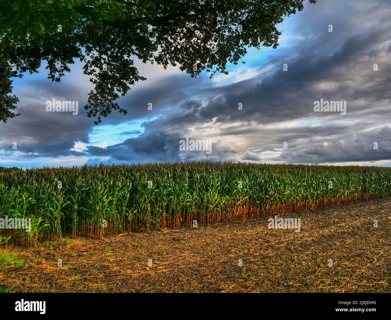 Field of summer corn hi-res stock photography and images - Alamy