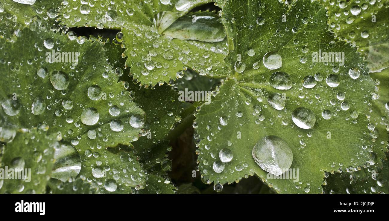 Drops of water on leaves of lady's mantle (Alchemilla), Witten, Germany, Europe Stock Photo