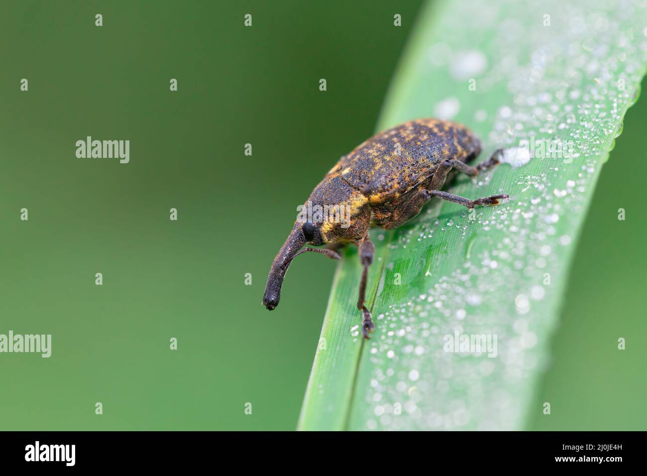 Vine weevil larvae hi-res stock photography and images - Alamy