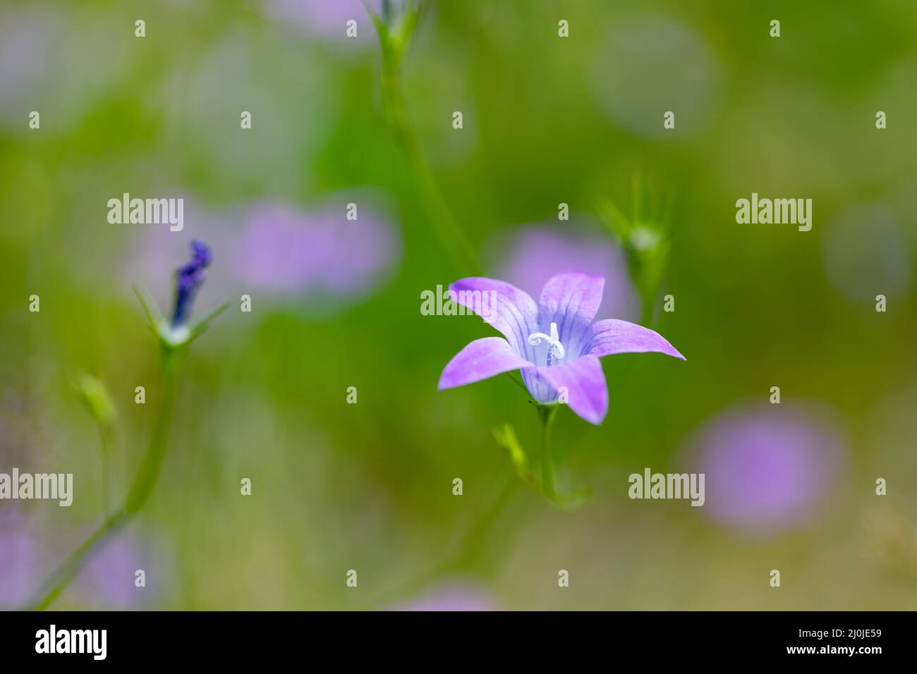 Flower campanula patula, wild flowering plant Stock Photo