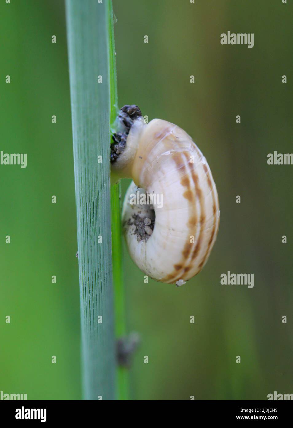 Close up of a small snail on a blade of green grass. Stock Photo