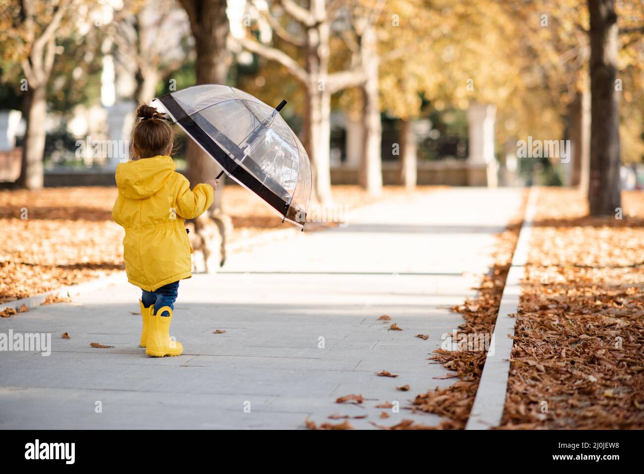 Funny kid girl 2-3 year old wear yellow bright raincoat, rubber boots hold umbrella walk in park over fallen leaves outdoors. Autumn season. Back view Stock Photo