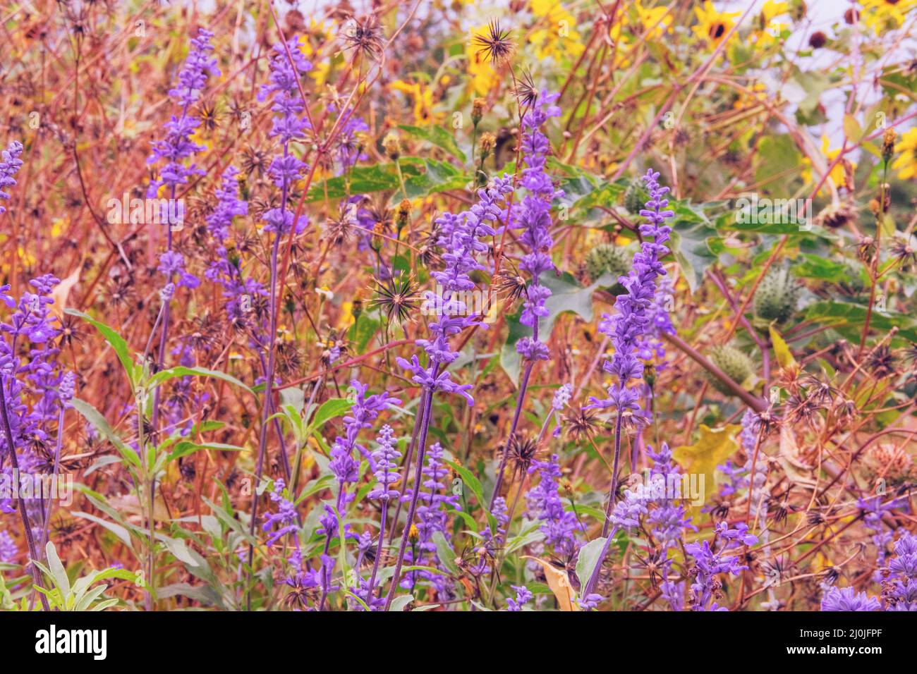 Purple summer flowers in a rustic farm garden. Medicinal herb. Salvia of violet color. Close up. Stock Photo