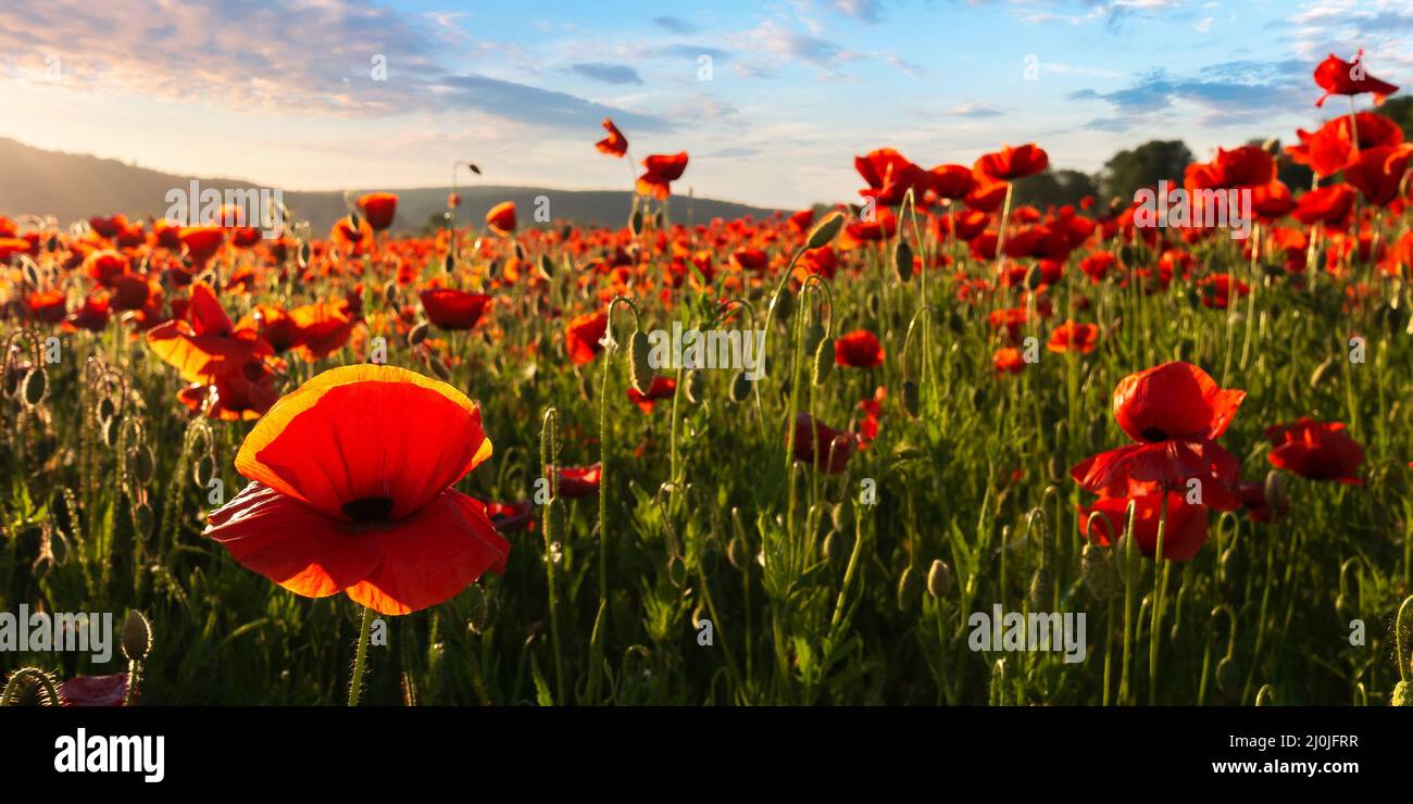 field of blooming corn poppy at sunset. wonderful summer landscape of carpathian mountains in evening light. beautiful nature background with red flow Stock Photo