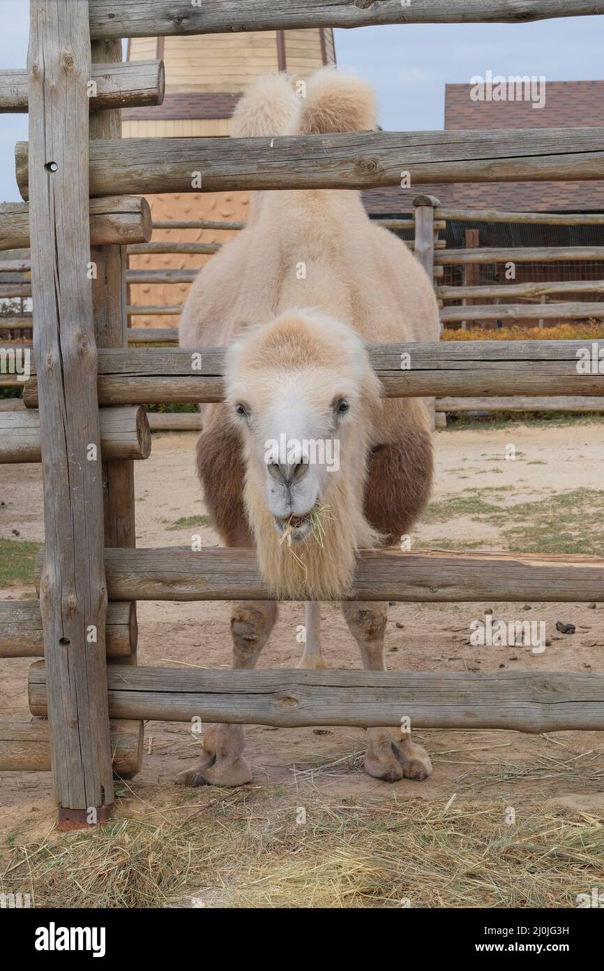 Bactrian white camel eating hay at the zoo, close up. Keeping wild