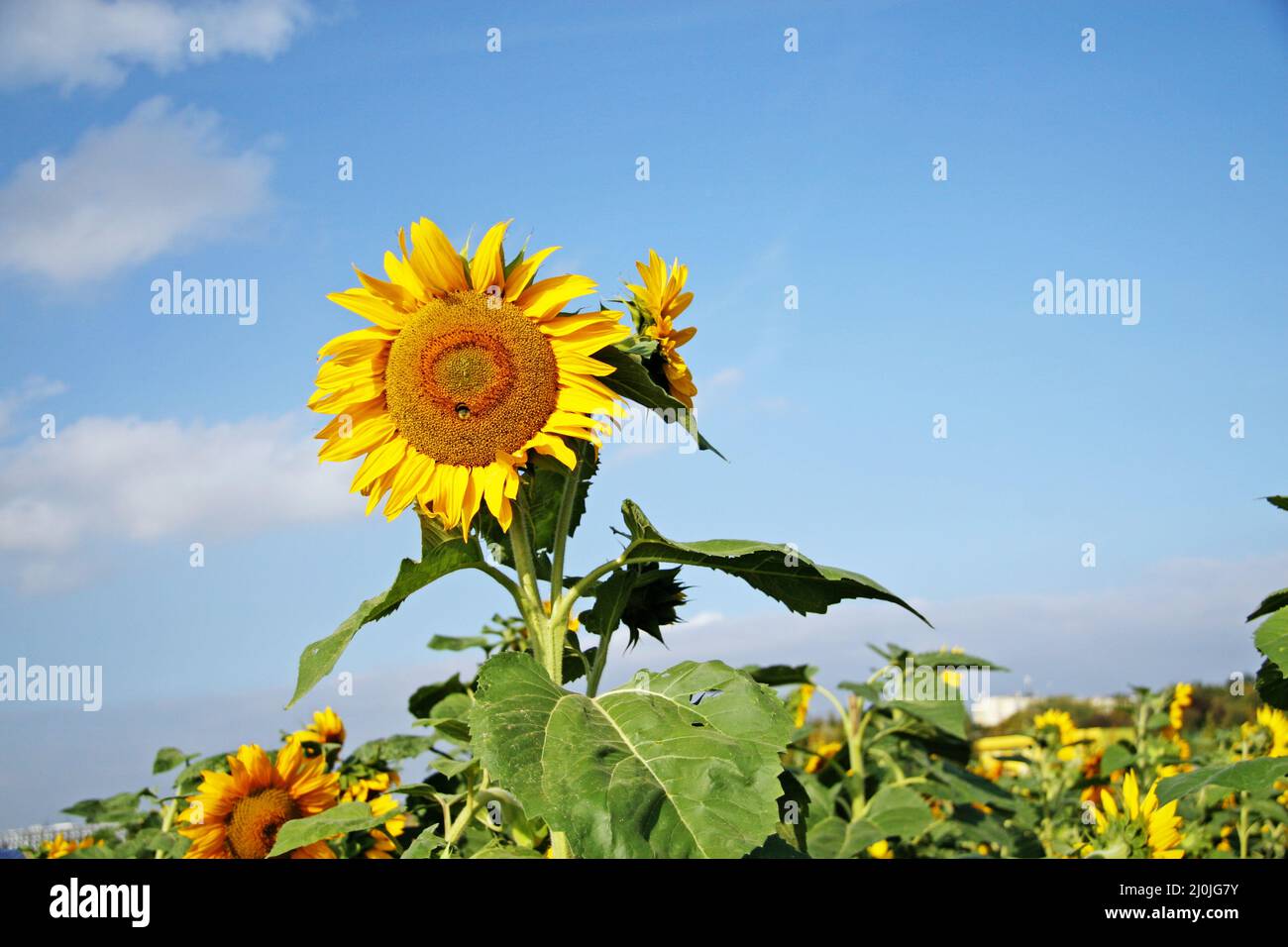 Field of blooming sunflowers on a background blue sky Stock Photo - Alamy