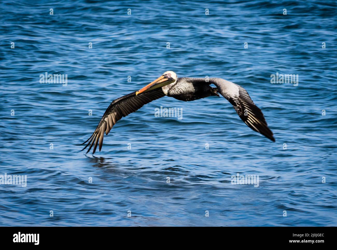 Endemic Brown pelican skims over the Pacific Ocean, Isla Santiago, Galapagos, Ecuador Stock Photo