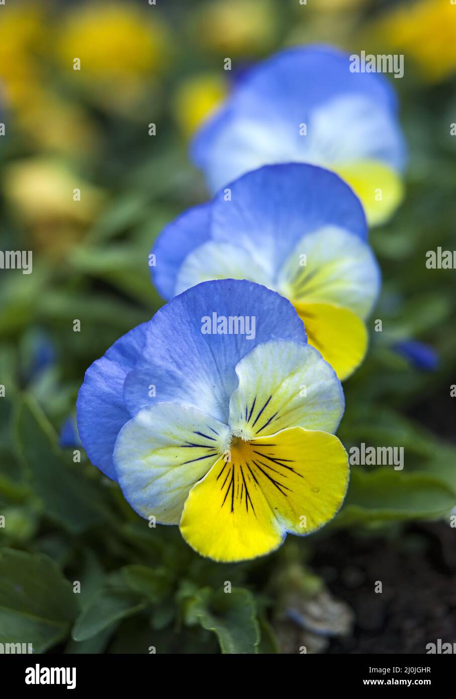 Blue and yellow pansies hires stock photography and images Alamy