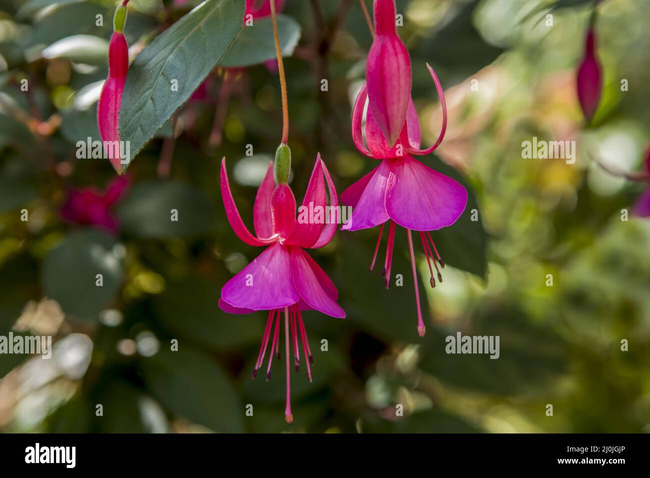 Pretty fuchsia flowers. Stock Photo