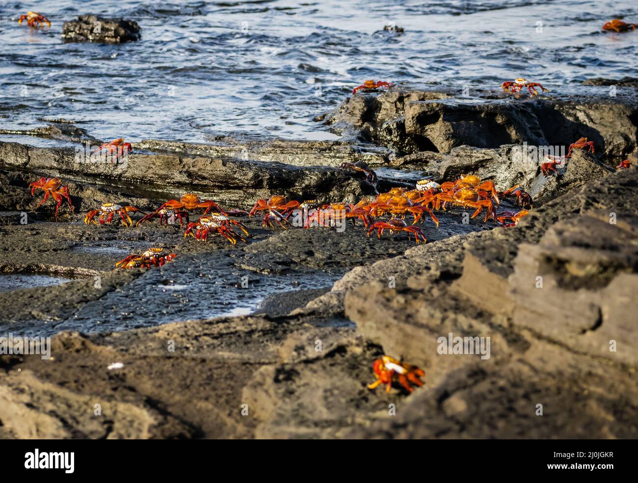 Sally Lightfoot crabs, Isla Santiago, Galapagos, Ecuador Stock Photo