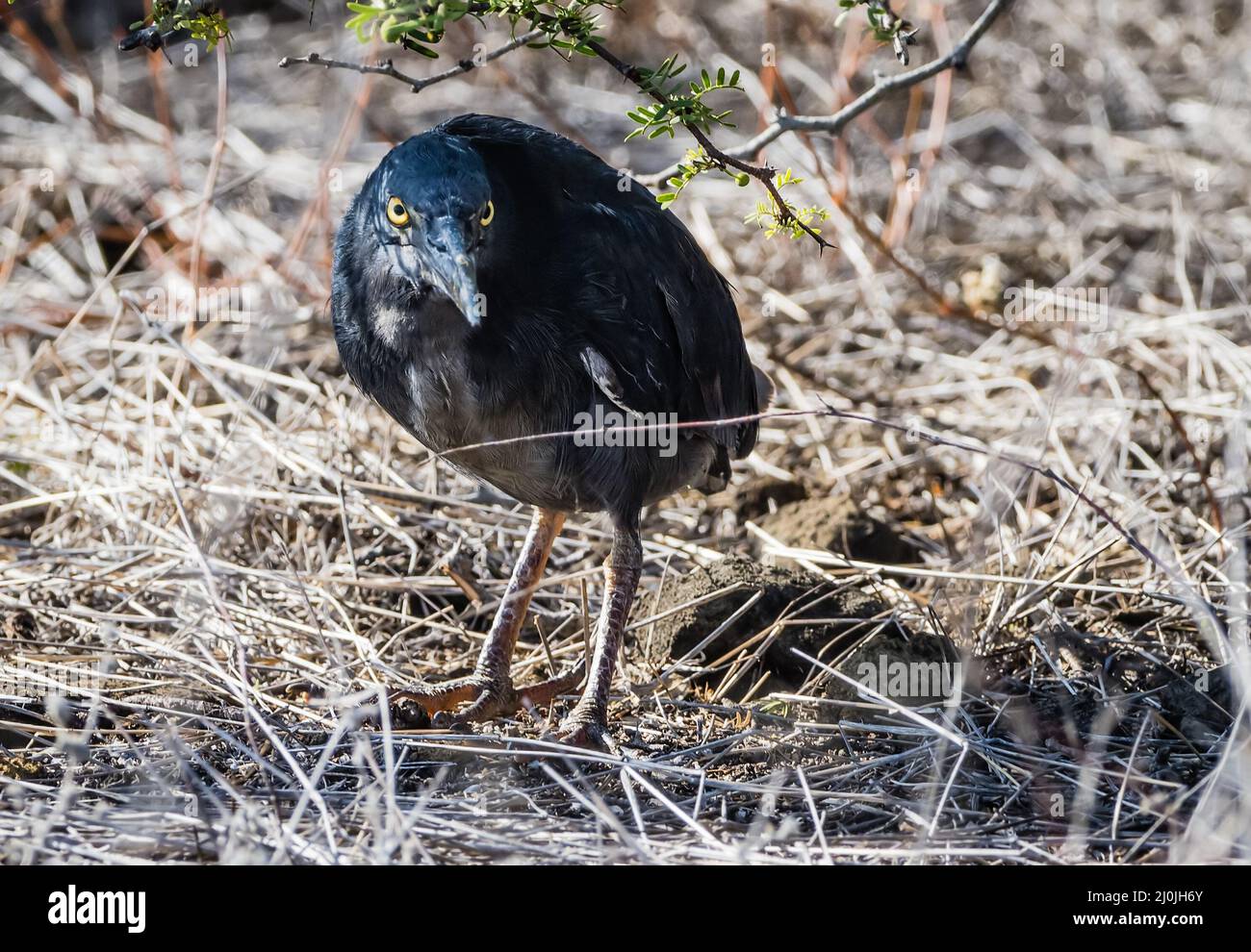 Black Lava Heron, Isla Santiago, Galapagos, Ecuador Stock Photo