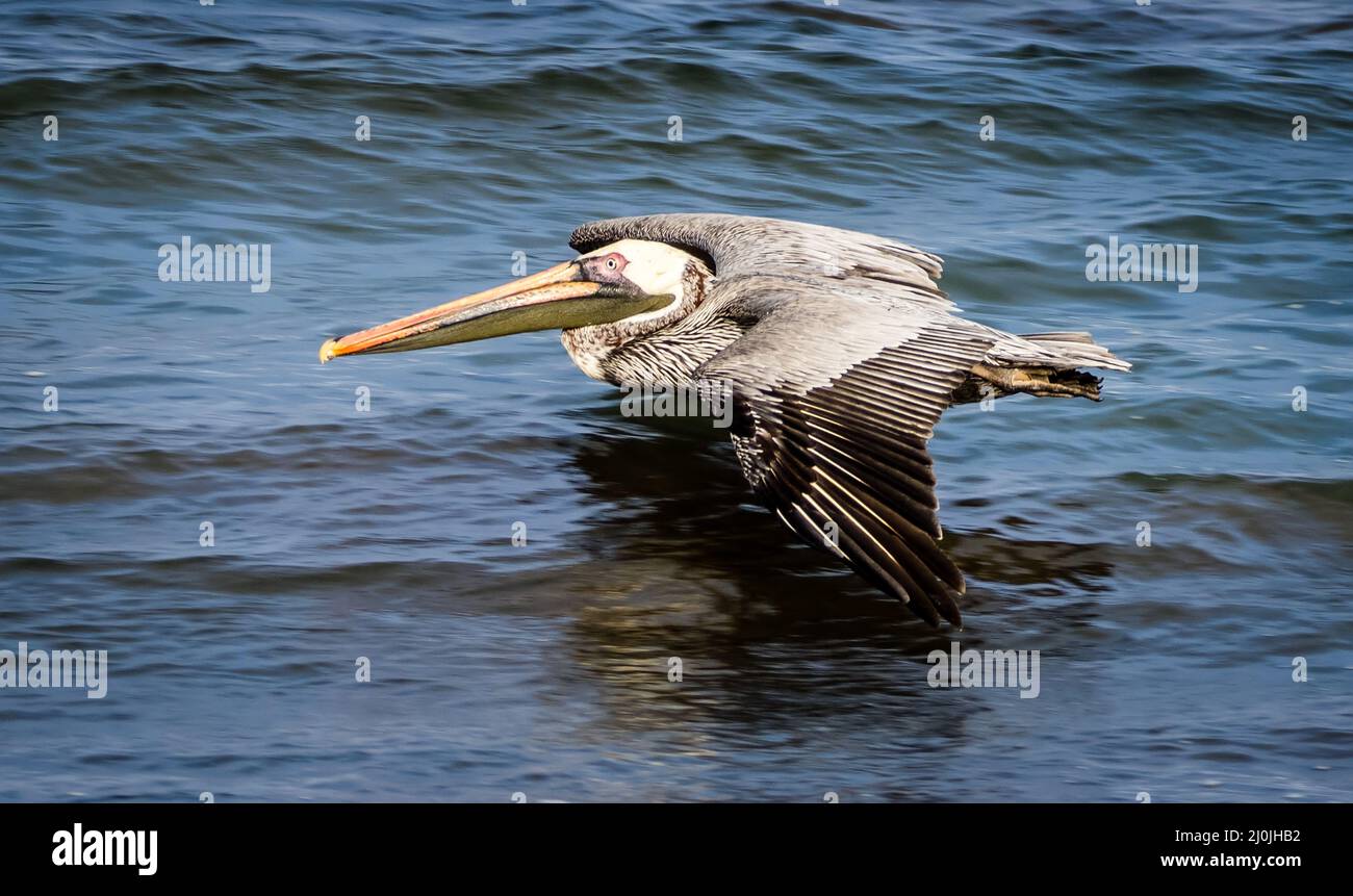 Endemic Brown pelican skims over the Pacific Ocean, Isla Santiago, Galapagos, Ecuador Stock Photo