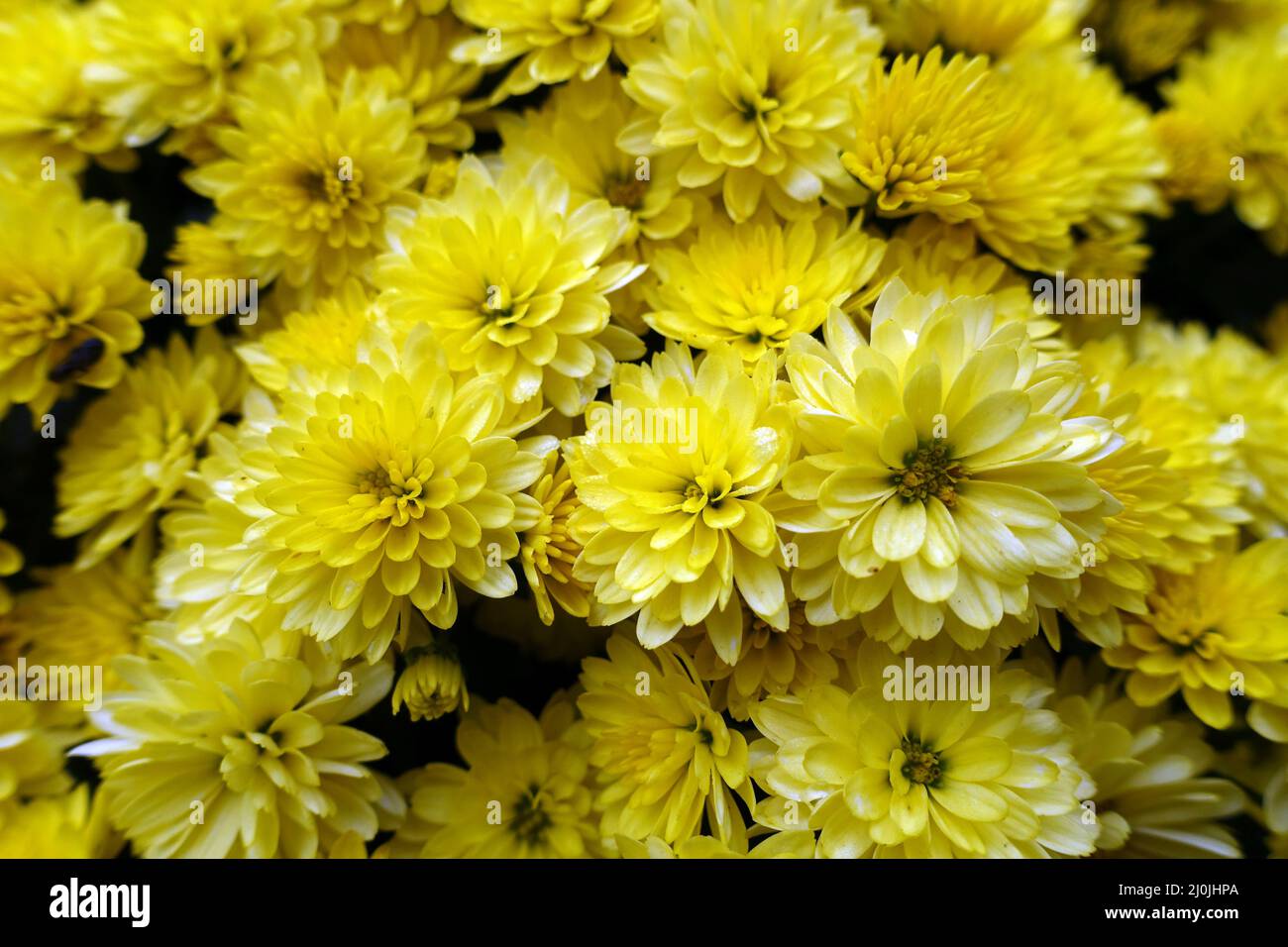 Chrysanthemum cultivar hi-res stock photography and images - Alamy