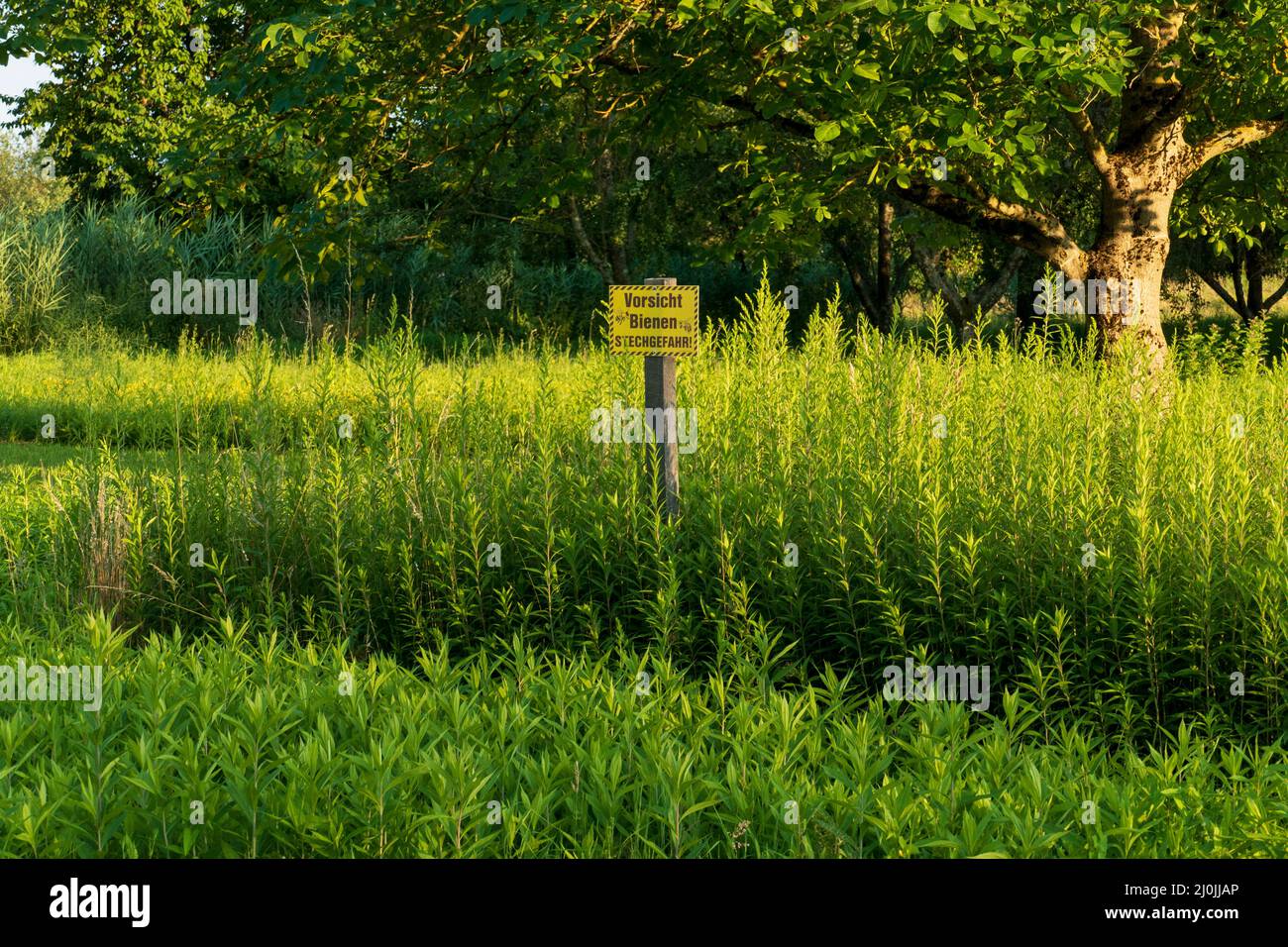 Schild mit dem Text 'Vorsicht Bienen Stechgefahr' an einer Wild Wiese Stock Photo