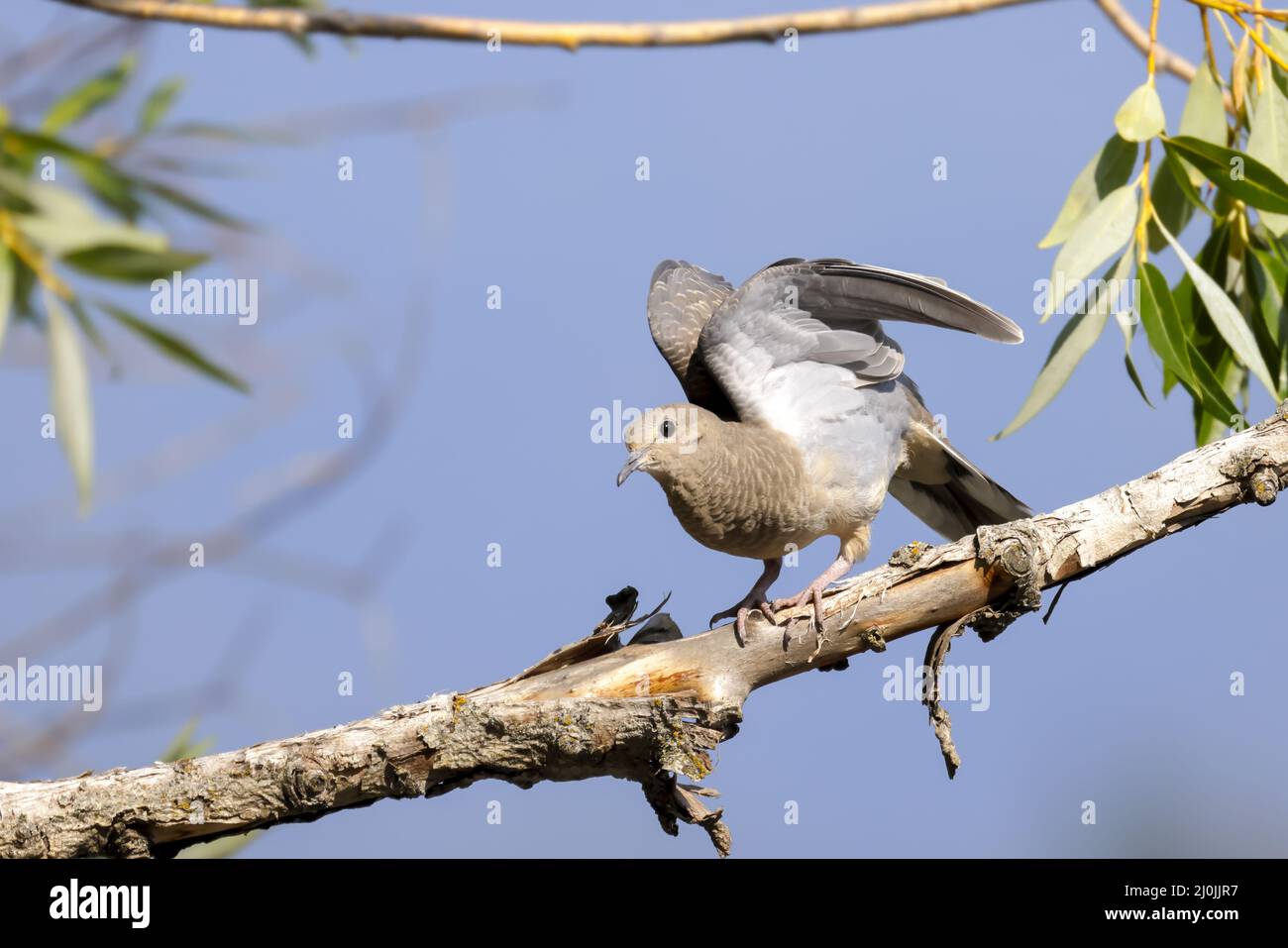 Dove flaps its wings. Stock Photo