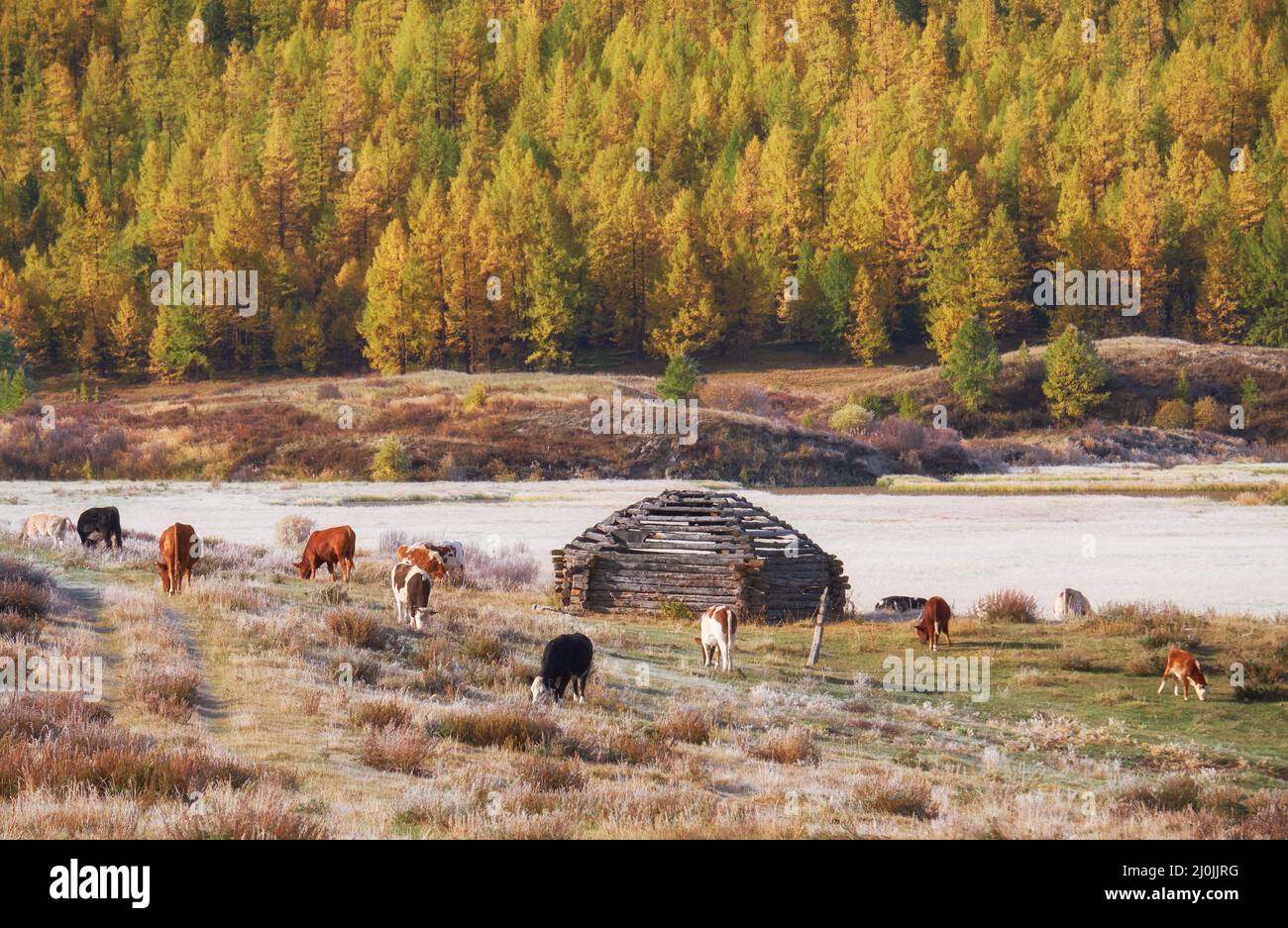 Shepherd's house ail and herd of cows on ALtai mountain plateau Eshtykel. Altai, Russia Stock Photo