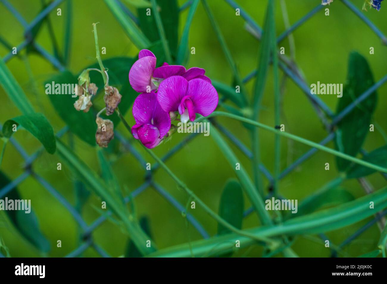Wiesenspringkraut, Springkraut Blüte in lila, vor grünem Hintergrund Stock Photo