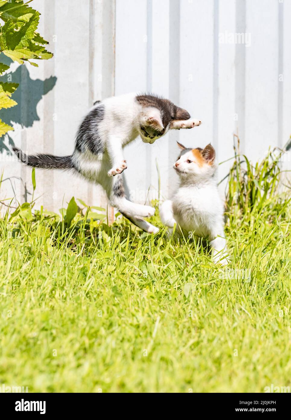 Two little kittens are playing Stock Photo