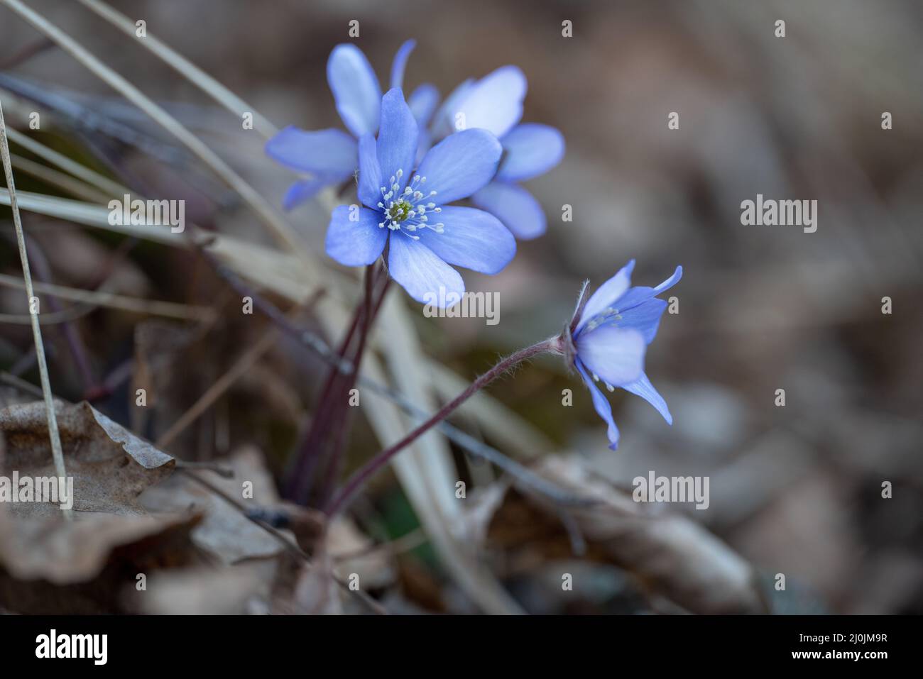 Early flowers of Anemone hepatica (hepatica nobilis) rising from dead leaves. Shallow focus. Shot on a cold March day in Czech Karst. Stock Photo