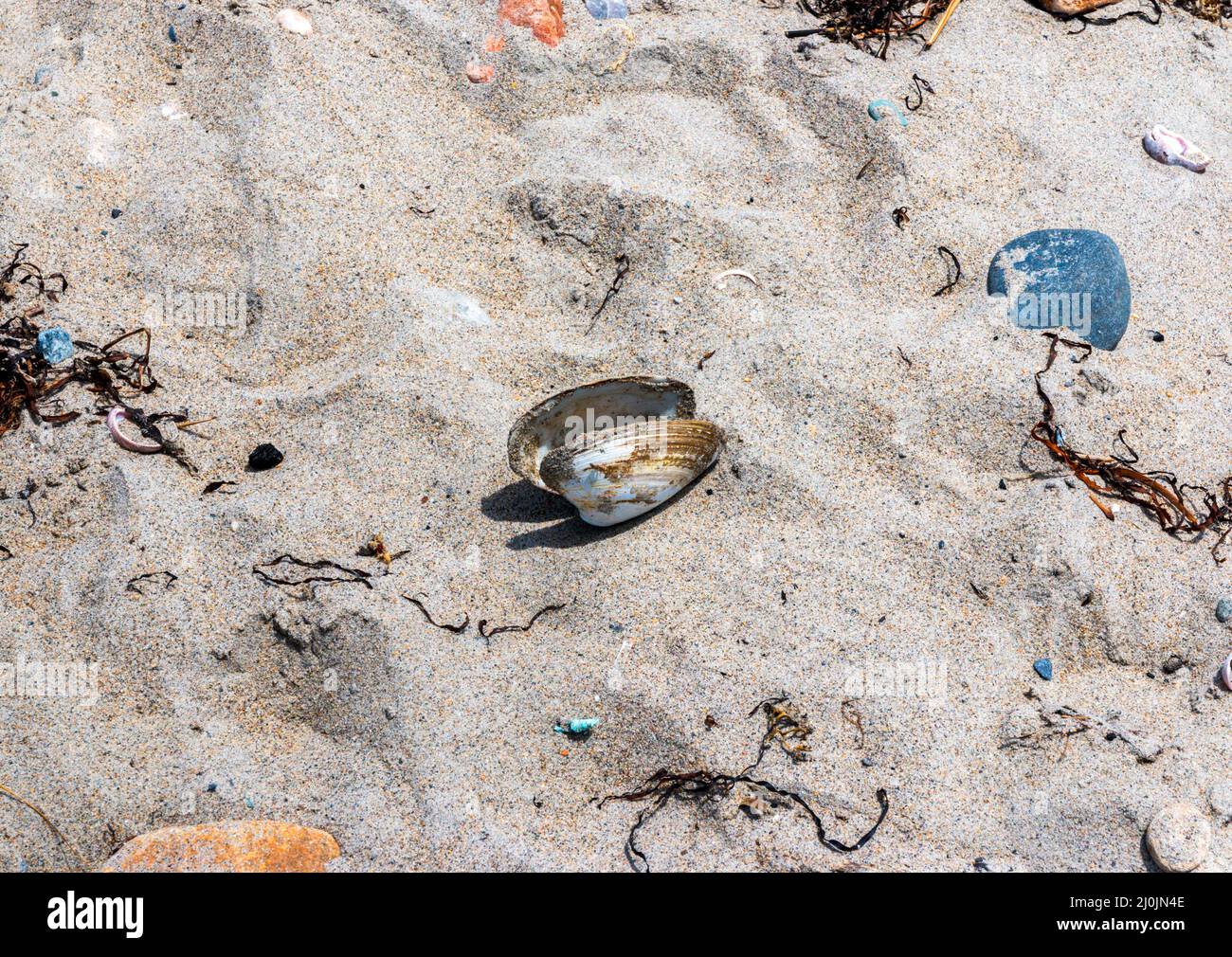 Open clam shell with colorful rocks on the sand at a beach in Narragansett Rhode Island. Stock Photo