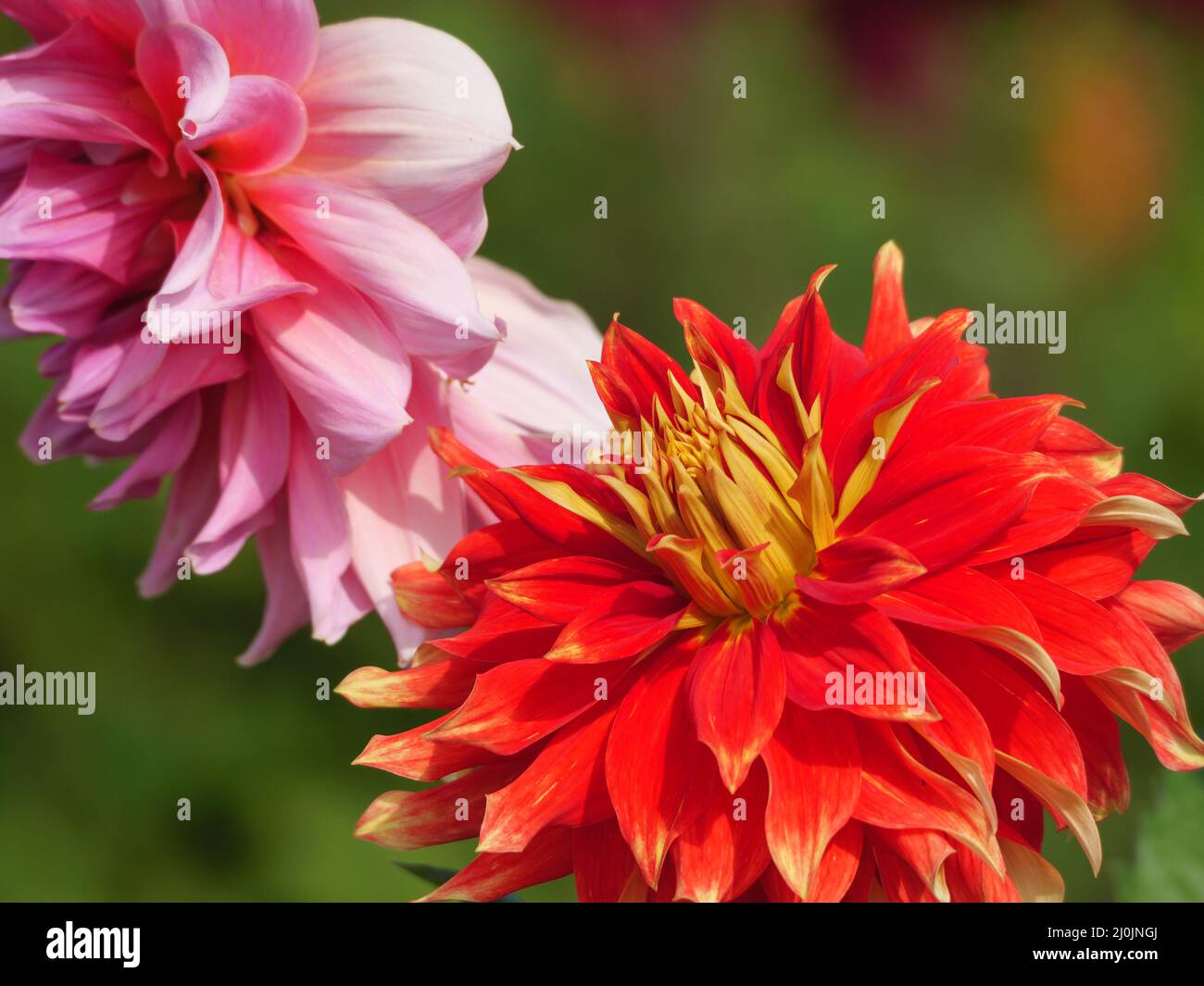 Dahlias in germany Stock Photo - Alamy