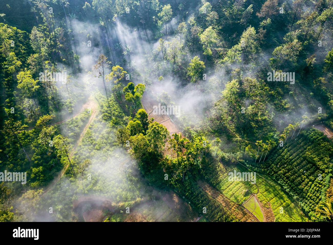 Tropical rainforest in Sri Lanka. Aerial view. Foggy tropical landscape. Tea plantation from above. - Stock Image