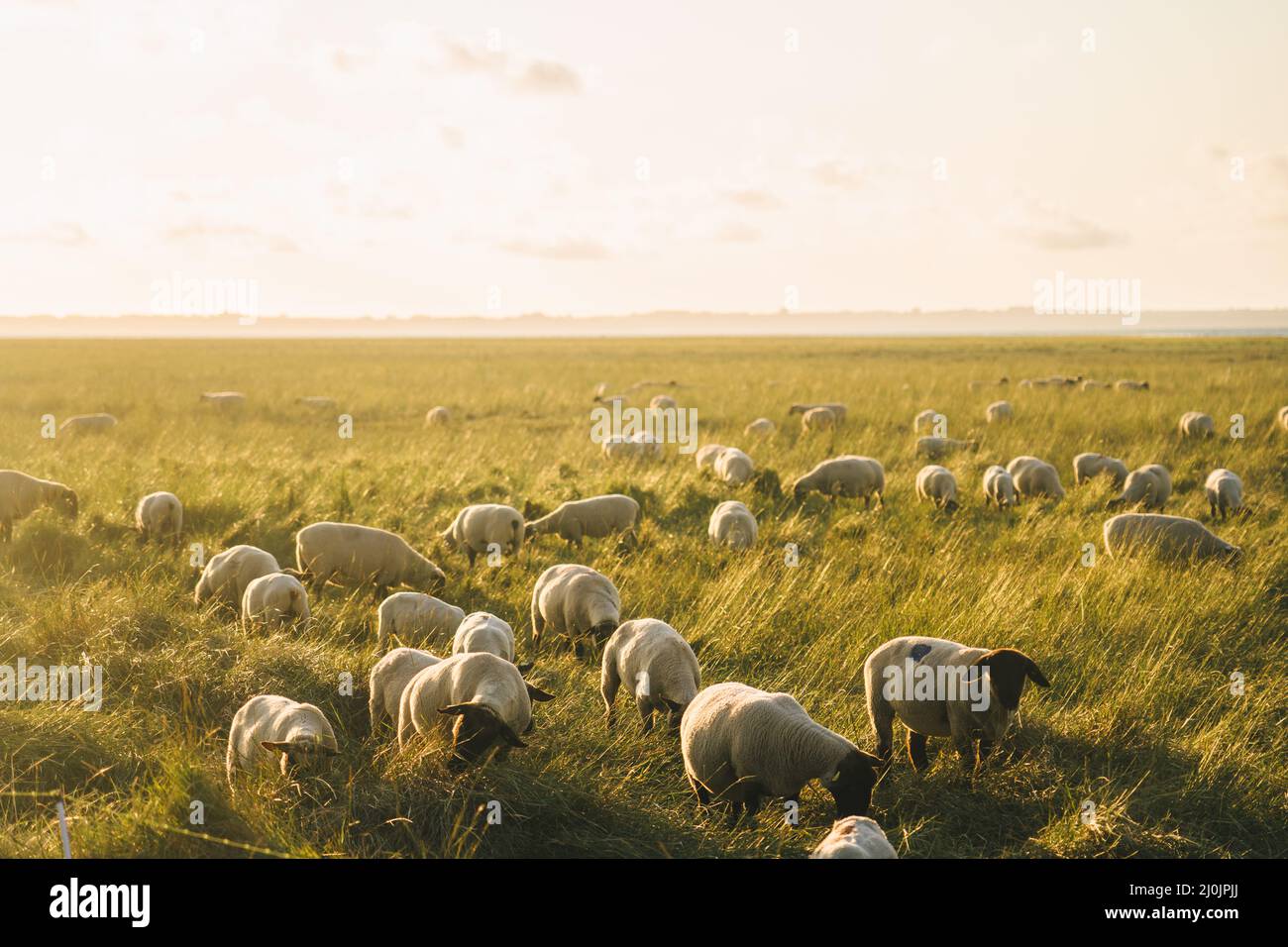 Agriculture, farming and livestock in north France Bretagne region. Flock of sheep graze in field on shores atlantic ocean in fr Stock Photo
