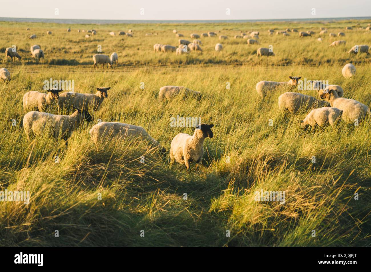 Livestock farming industry north of France, Brittany region. Sheep pasture in field on shores of Atlantic Ocean in French region Stock Photo