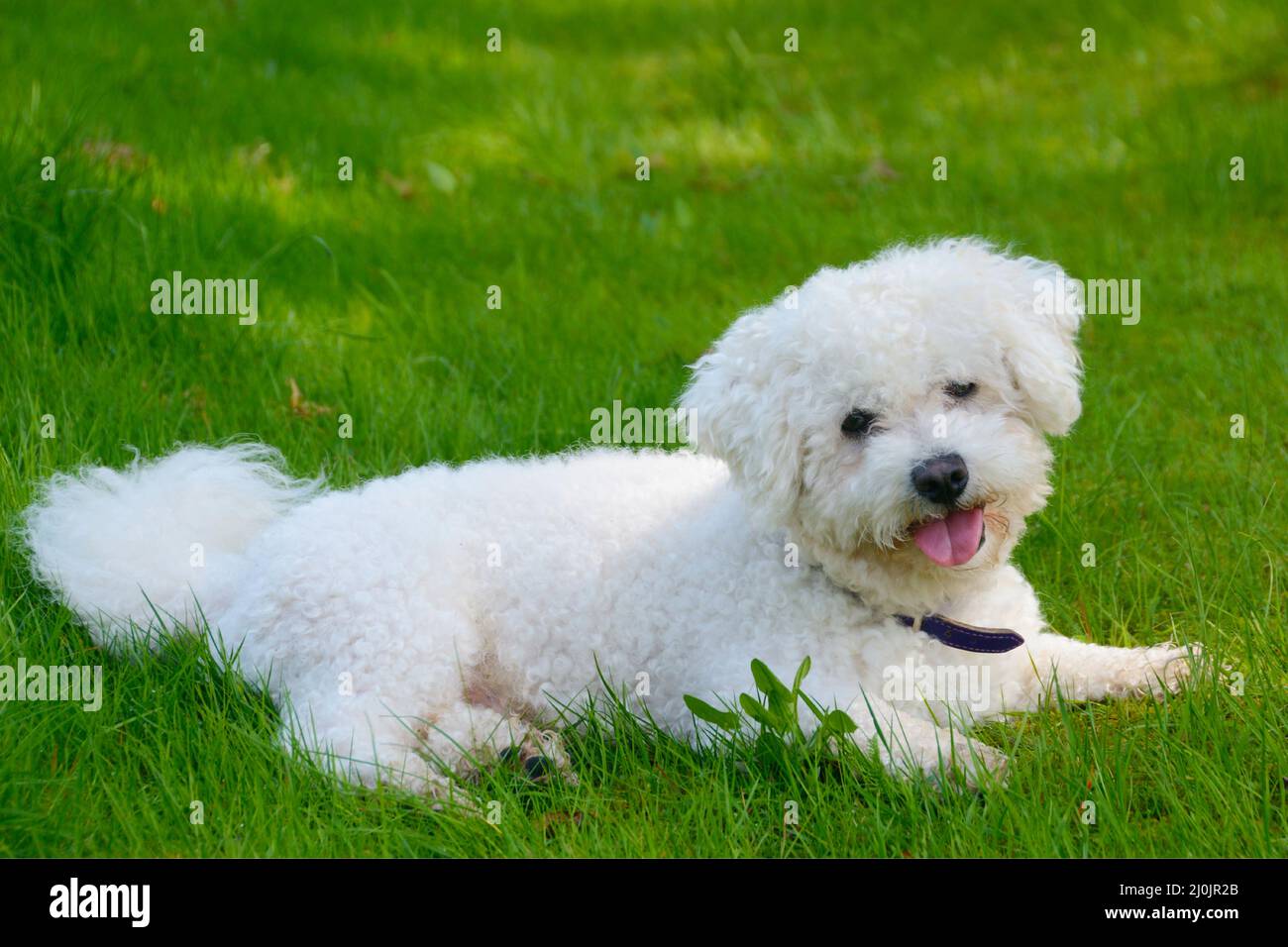 Bichon Frize lying on a green meadow Stock Photo