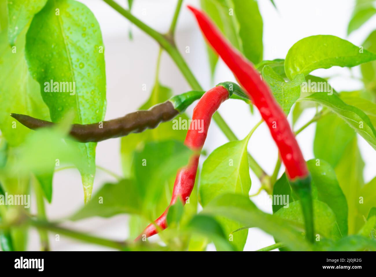 Red and green hot chili peppers Stock Photo