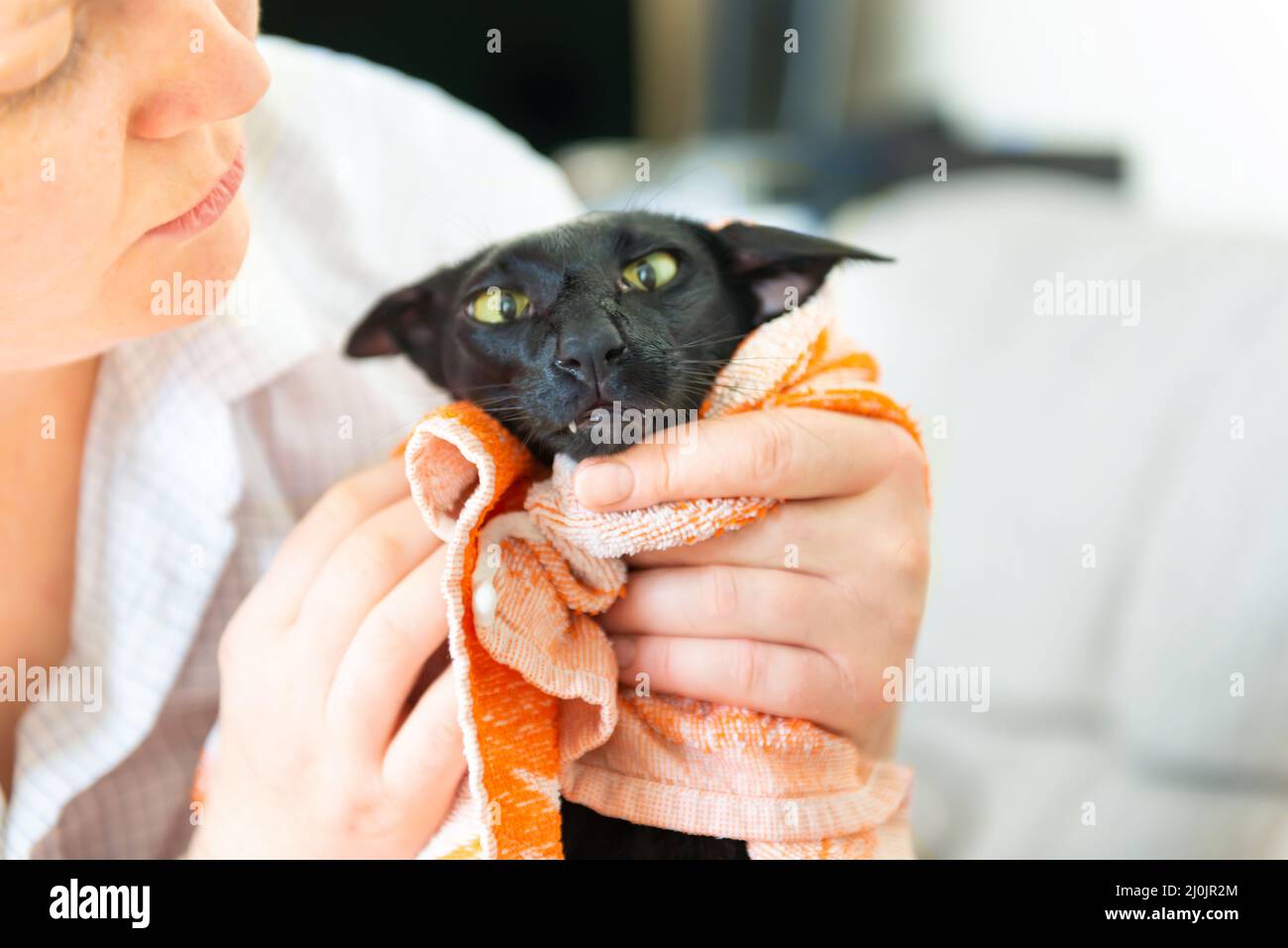 Black wet oriental cat after washing Stock Photo