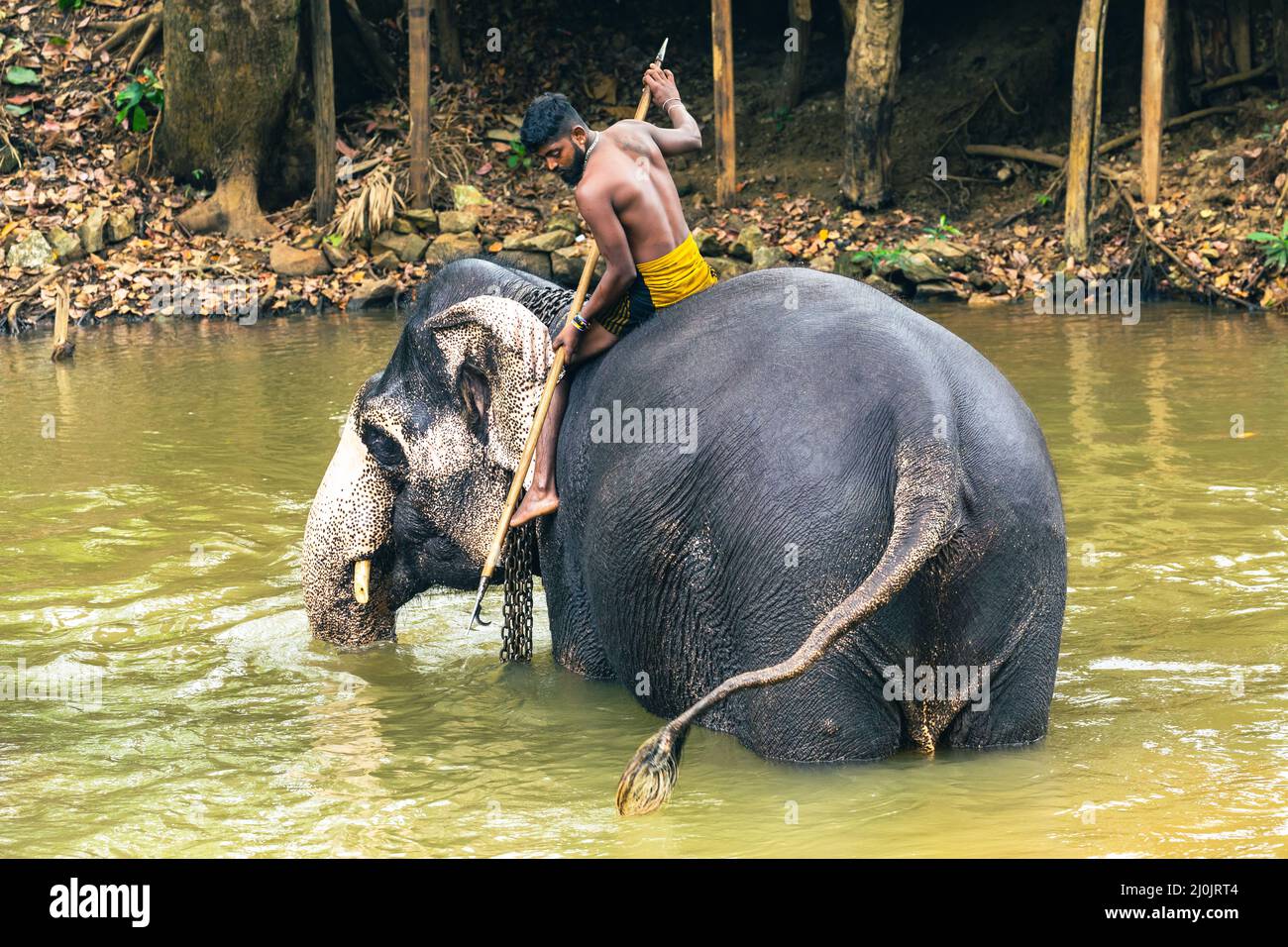 Elephant trainer washes the elephant in the river, in Sigiriya National Park. Sri Lanka. - Stock Image