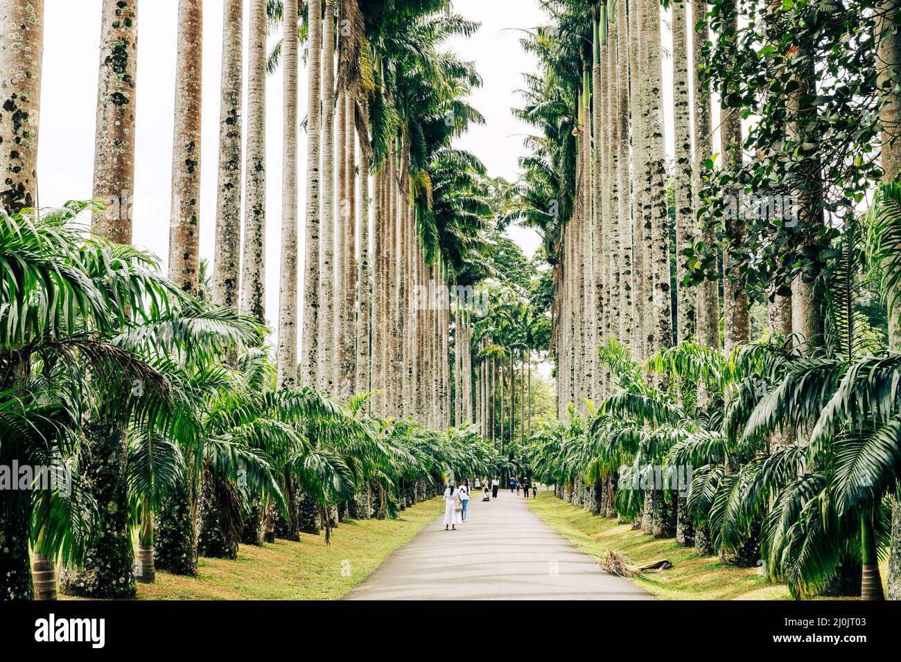 Palm tree alley in Royal Botanic King Gardens. Peradeniya. Kandy. Sri Lanka. - Stock Image